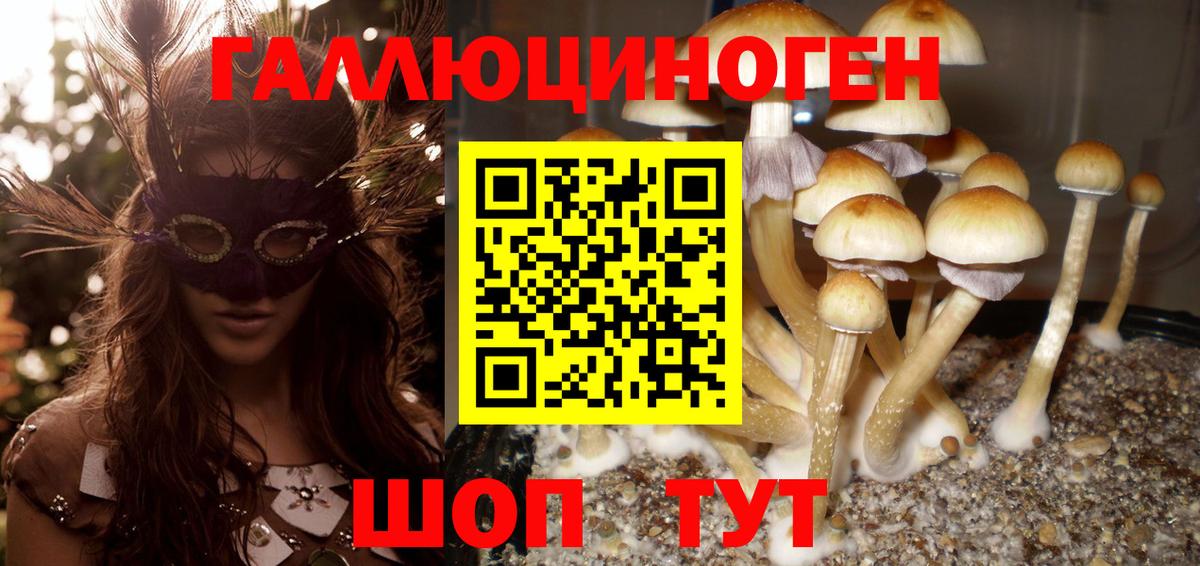Галлюциногенные грибы Psilocybine cubensis Дербент